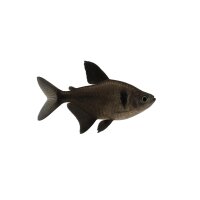 FISCH Zierfisch Phantomsalmler Schwarz L