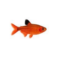 FISCH Zierfisch Roter Phantomsalmler DNZ ML