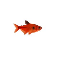 FISCH Zierfisch Roter Phantomsalmler DNZL-XL