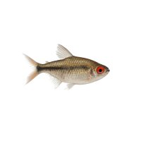 FISCH Zierfisch Rotaugenmoenkhausia DNZ ML