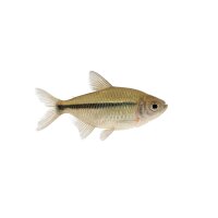 FISCH Zierfisch Signalstreifen Moenkhausia ML...