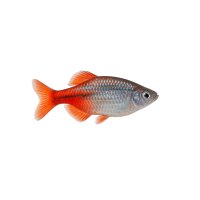 FISCH Zierfisch Brillantsalmler DNZ XL