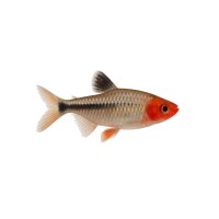 FISCH Zierfisch Rotkopfsalmler DNZ ML