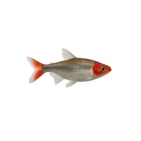FISCH Zierfisch Rotkopfsalmler DNZ L
