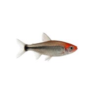 FISCH Zierfisch Rotkopfsalmler DNZXL