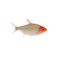 FISCH Zierfisch Diamant Rotkopfsalmler Jumbo