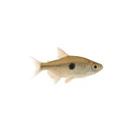 FISCH Zierfisch Sternflecksalmler DNZM