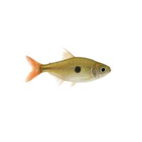 FISCH Zierfisch Sternflecksalmler INZS