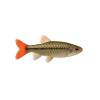 FISCH Zierfisch Teles Pires Schrägschwimmer XL (Red...