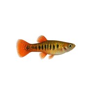 FISCH Zierfisch Schrägschwimmer NZL-XL