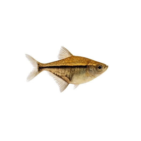 FISCH Zierfisch Schwarzschwingen Beilbauch ML-L (Carnegiella marthae)