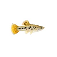 FISCH Zierfisch Gefleckter Beilbauch Show