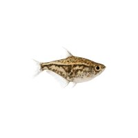 FISCH Zierfisch Marmor Beilbauch WF ML (Carnegiella...