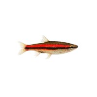 FISCH Zierfisch Längsband/Roter Ziersalm. L-XL...