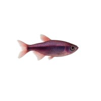 FISCH Zierfisch Purpur Ziersalmler L (Nanno. mortenthaleri)