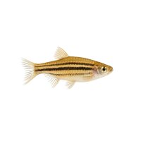 FISCH Zierfisch Dreibindenziersalmler L