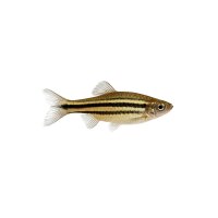 FISCH Zierfisch Spitzmaulziersalmler INZ L
