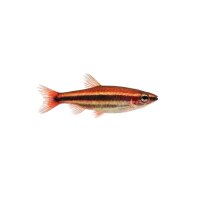 FISCH Zierfisch Nannostomus anduzei M