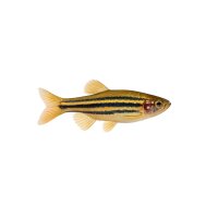 FISCH Zierfisch Zwergziersalmler Mix L