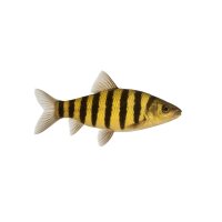 FISCH Zierfisch Gestreifter Leporinus INZ 8-9