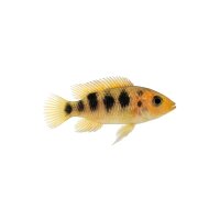 FISCH Zierfisch Dreipunkt Kopfsteher 8-10
