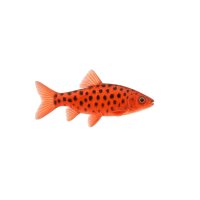 FISCH Zierfisch Tupfen Leporinus (granti) 7-10 (Erdbeer...