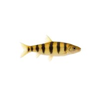 FISCH Zierfisch Gebänd. Leporinus / Ringelsöck...