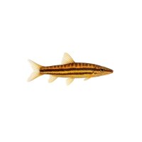 FISCH Zierfisch Anostomus anostomus NZ 6-7