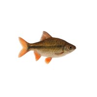 FISCH Zierfisch Rotfl. Grossschuppensalmler 10-12cm