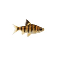 FISCH Zierfisch Gesäumt. Schillersalmler WF 4-6