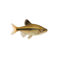 FISCH Zierfisch Gesäumt. Schillersalmler 10-12
