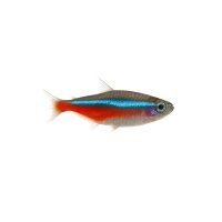 FISCH Zierfisch Neon-Tetra DNZ (P. innesi) ML