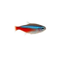 FISCH Zierfisch Neon-Tetra DNZ L Paracheirodon innesi