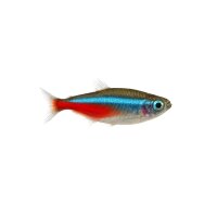 FISCH Zierfisch Neon-Tetra (Parach. innesi) L-XL