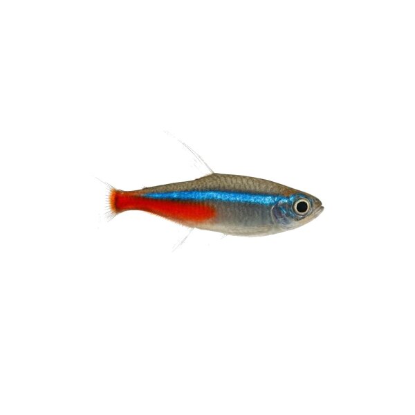 FISCH Zierfisch Long-Fin Neon Tetra CNZL