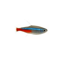 FISCH Zierfisch Long-Fin Neon Tetra CNZL