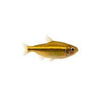 FISCH Zierfisch Gold Neon Tetra DNZL