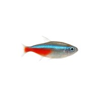 FISCH Zierfisch Diamant Neon Tetra DNZ L