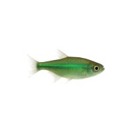FISCH Zierfisch Grüner Neon Wild L-XL Costellosalmler