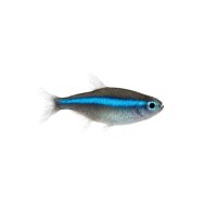 FISCH Zierfisch Blauer Neon WF M (Paracheirodon simulans)