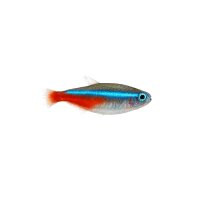 FISCH Zierfisch Blauer Neon Wild Brasil ML (Paracheirodon...