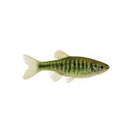 FISCH Zierfisch Algensalmler (Paro. affinis) 4-5