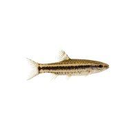 FISCH Zierfisch Bodensalmler ML-L (Characidium fasciatum)
