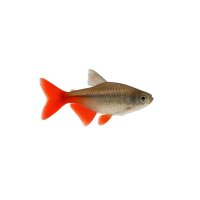 FISCH Zierfisch Rotschwanz Federsalmler 7-8 (Super Read...