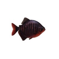 FISCH Zierfisch Brombeer Scheibensalmler 7-8 Myloplus...