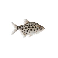 FISCH Zierfisch Gefleckt. Scheibensalmler 4cm