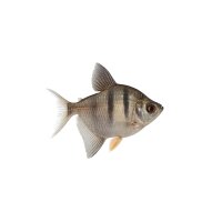 FISCH Zierfisch Haken Scheibensalmler 12-15