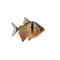 FISCH Zierfisch Schreitm. Scheibensalmler 7-10