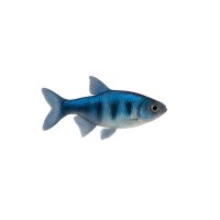 FISCH Zierfisch Blauer Kongosalmler DNZM