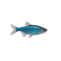 FISCH Zierfisch Blauer Kongosalmler DNZ ML